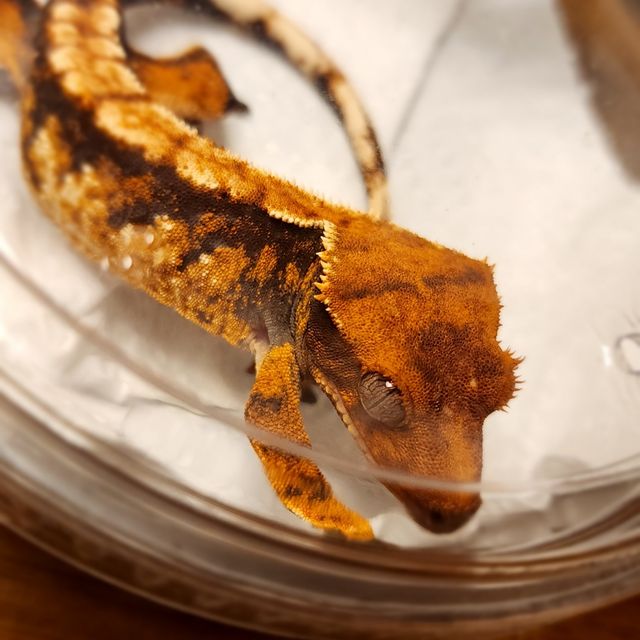 텐저린 트라이 익스트림할리퀸