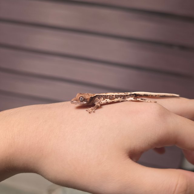 풀핀 릴리화이트