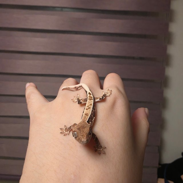 풀핀 릴리화이트