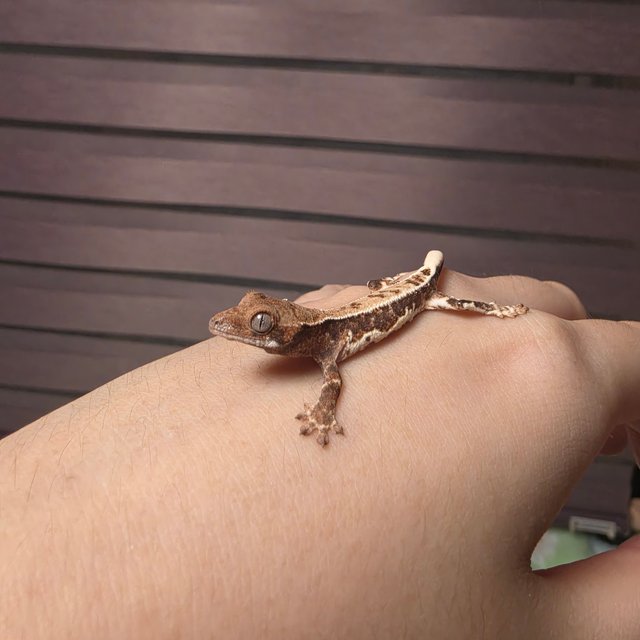 풀핀 릴리화이트