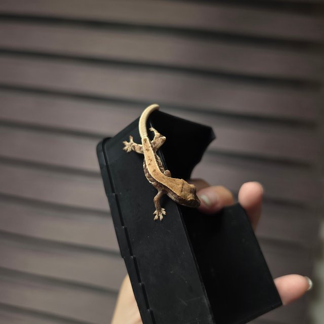 풀핀 릴리화이트