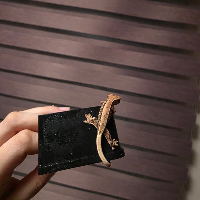 풀핀 릴리화이트