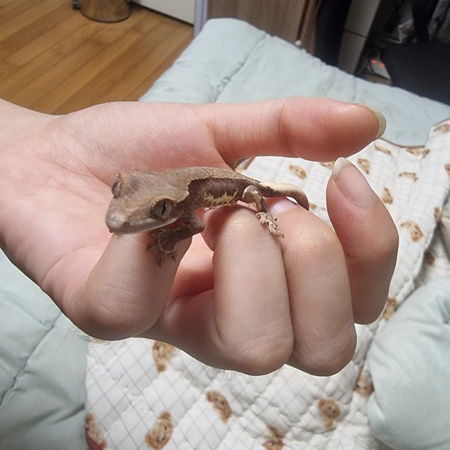 팬텀 프라푸치노