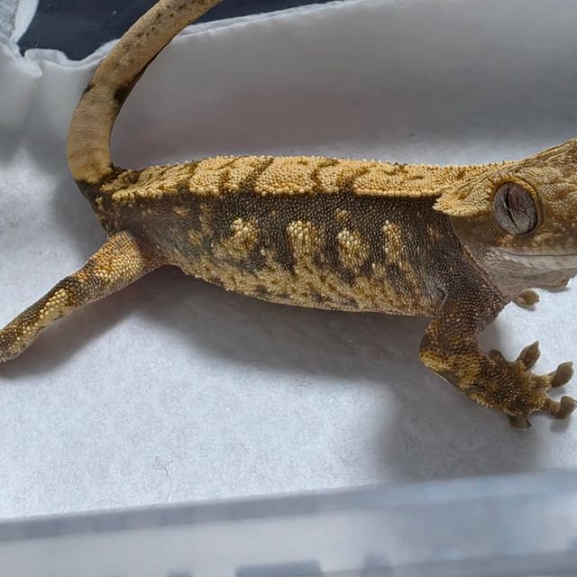 트라이 익스트림할리퀸