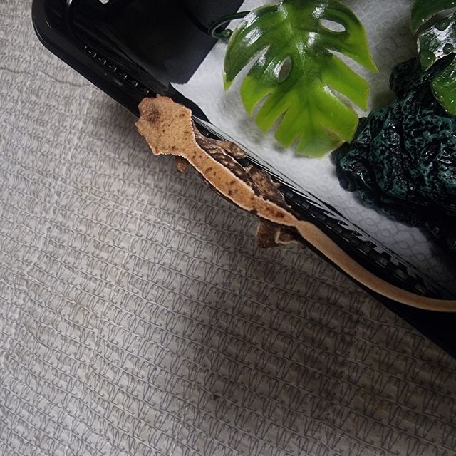 릴리화이트