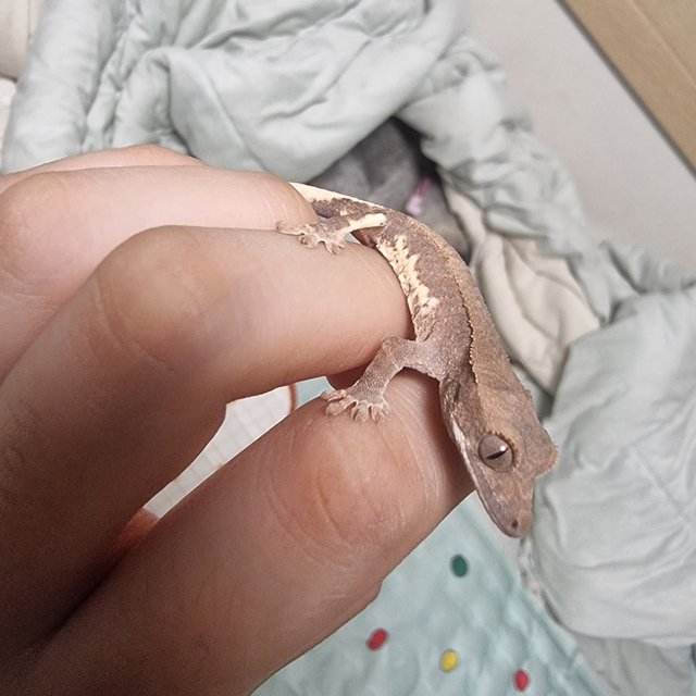 팬텀 프라푸치노