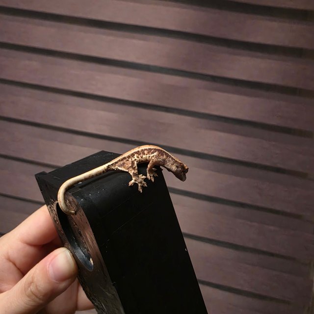 풀핀 릴리화이트