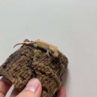 노멀 쿼드 할리퀸