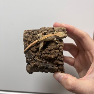 노멀 할리퀸 쿼드