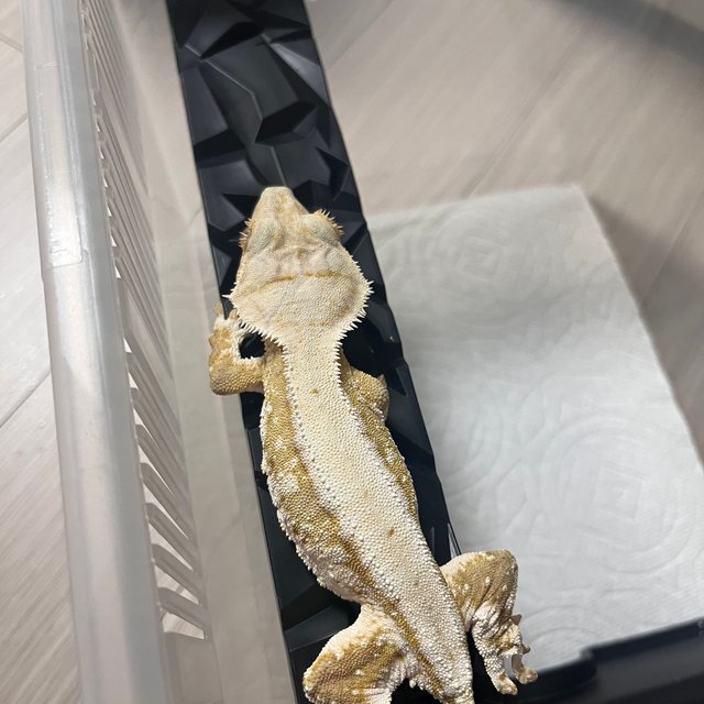 릴리화이트 크림시클