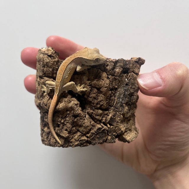 노멀 할리퀸 쿼드