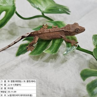 노멀 레드 바이 화이트포트홀