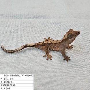 노멀 화이트포트홀