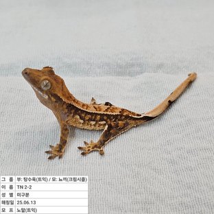 노멀 트라이 익스트림할리퀸 쿼드