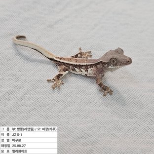 릴리화이트 풀핀