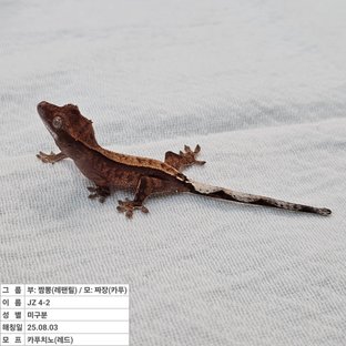 카푸치노 레드