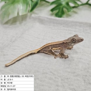 릴리화이트 풀핀