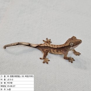 노멀 화이트포트홀