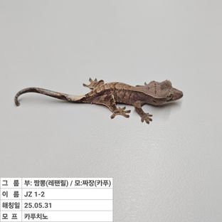 카푸치노