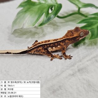 노멀 트라이 쿼드 풀핀