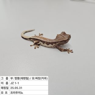 릴리화이트 프라푸치노