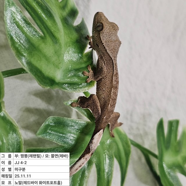 노멀 레드 바이 화이트포트홀