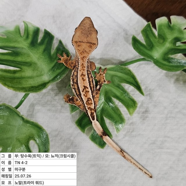 노멀 트라이 쿼드