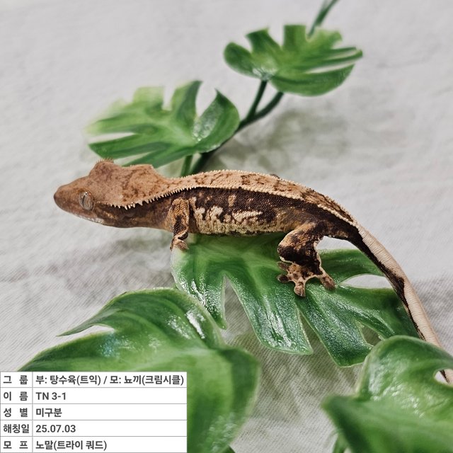 노멀 트라이 쿼드