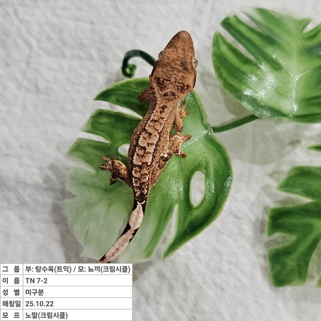 노멀 크림시클 옐로우