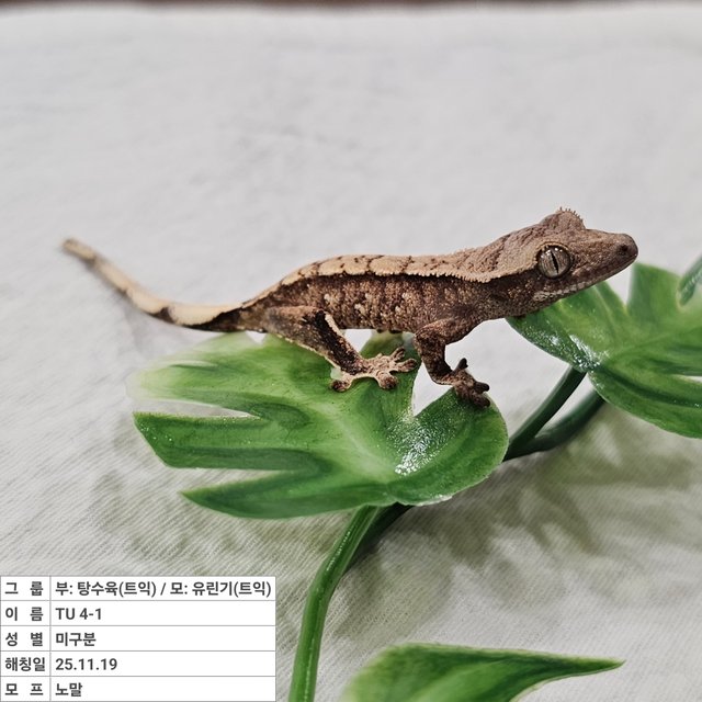 노멀 트라이 익스트림할리퀸