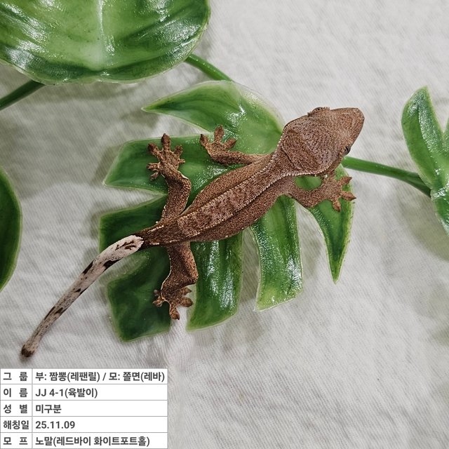 노멀 레드 바이 화이트포트홀