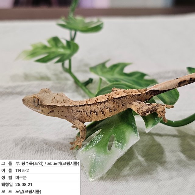 노멀 크림시클 옐로우