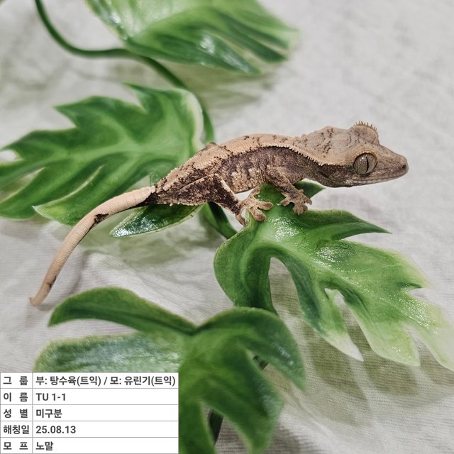 노멀 트라이 익스트림할리퀸