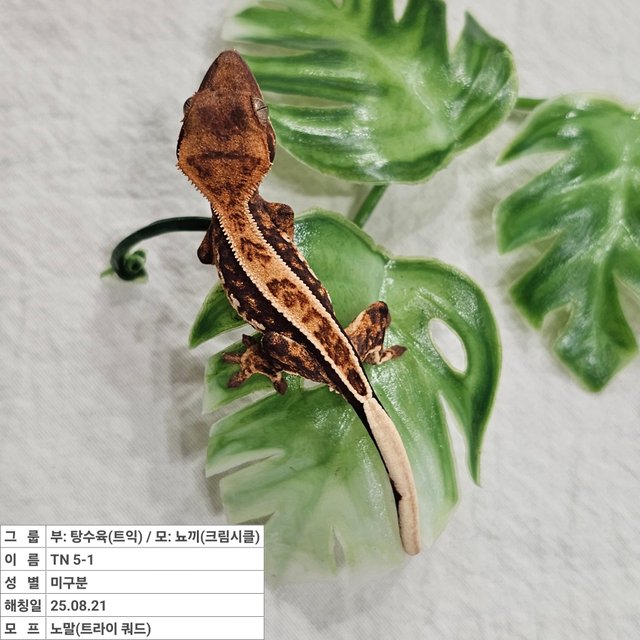 노멀 트라이 쿼드 풀핀