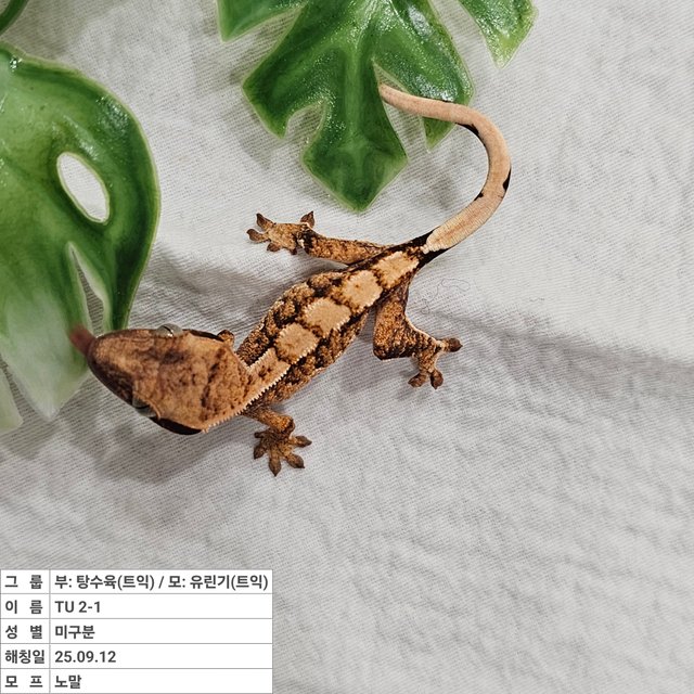 노멀 트라이 익스트림할리퀸