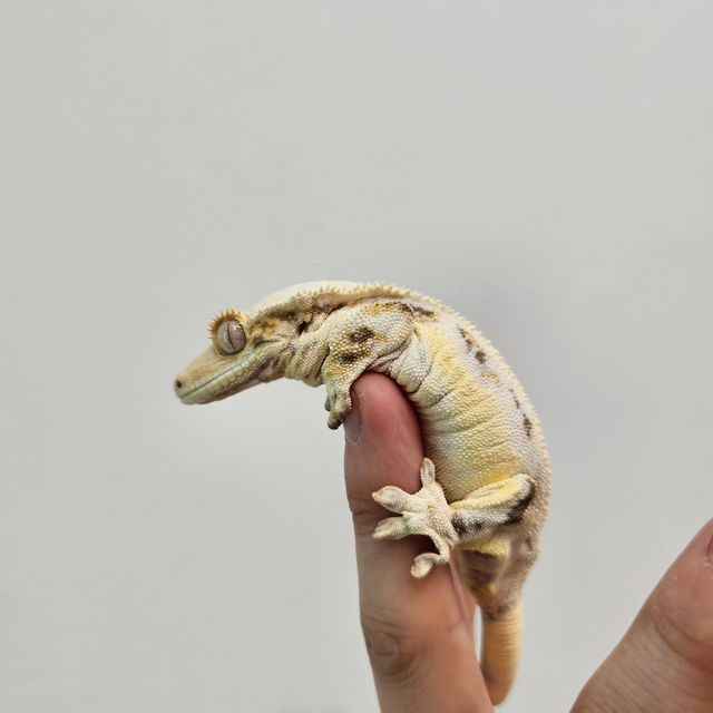 릴리화이트 풀핀