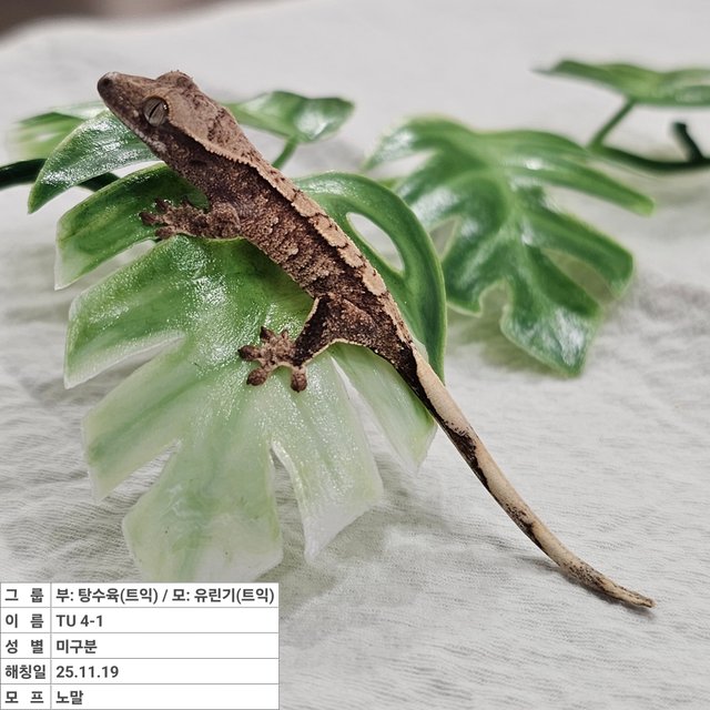 노멀 트라이 익스트림할리퀸