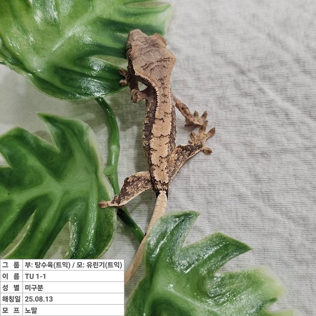 노멀 트라이 익스트림할리퀸