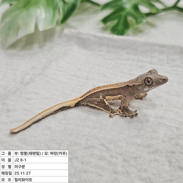 릴리화이트 풀핀