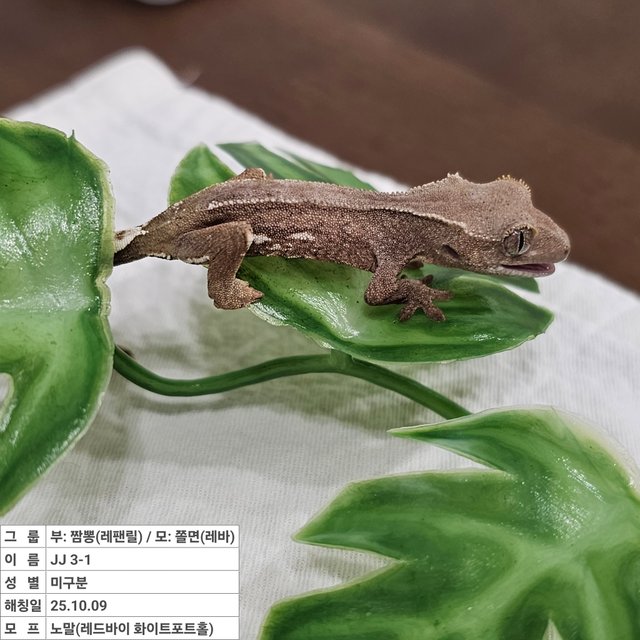 노멀 레드 바이 화이트포트홀