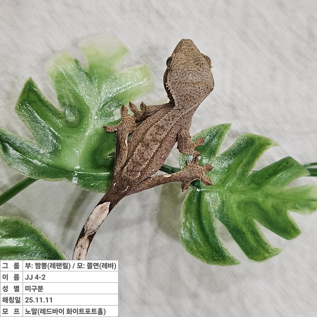 노멀 레드 바이 화이트포트홀