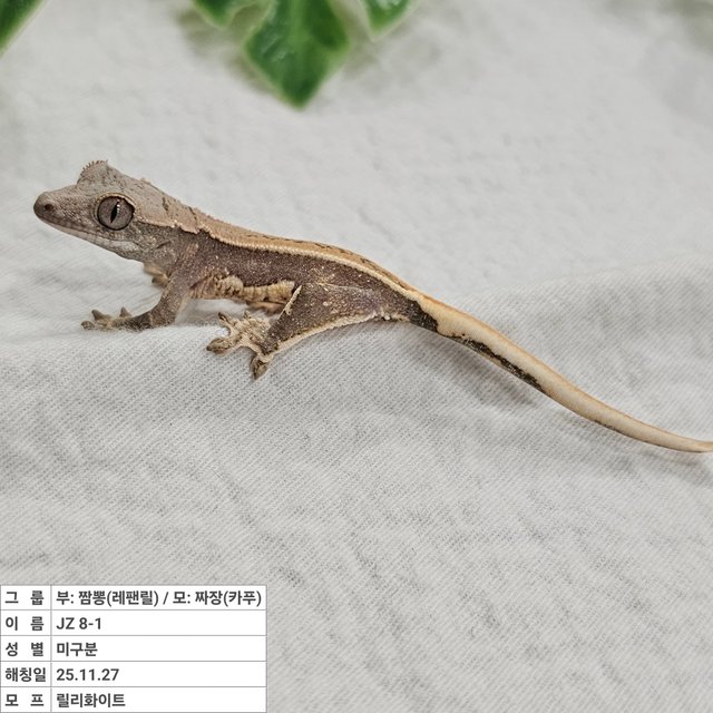 릴리화이트 풀핀