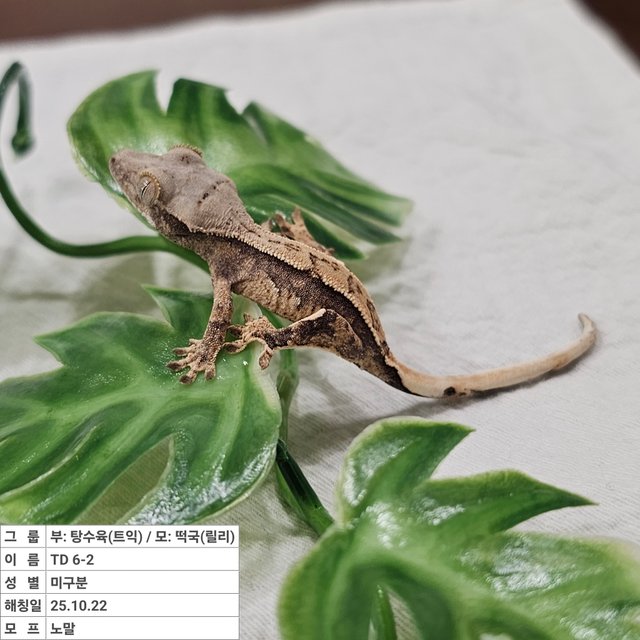 노멀 트라이 익스트림할리퀸