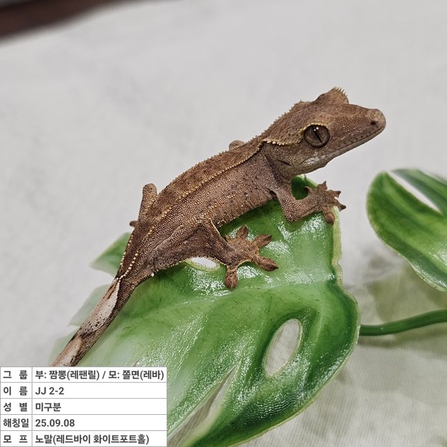 노멀 레드 바이 화이트포트홀