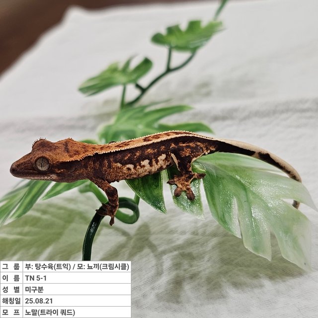 노멀 트라이 쿼드 풀핀