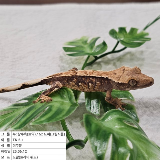 노멀 쿼드 트라이