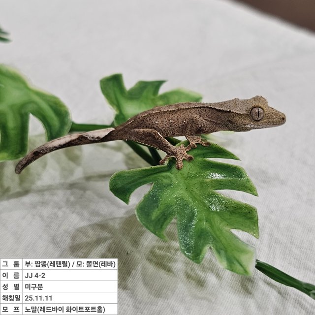 노멀 레드 바이 화이트포트홀