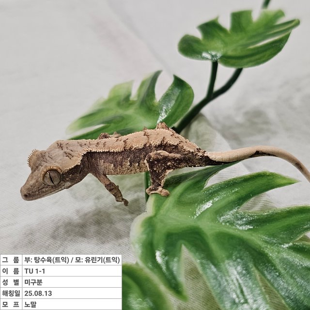 노멀 트라이 익스트림할리퀸