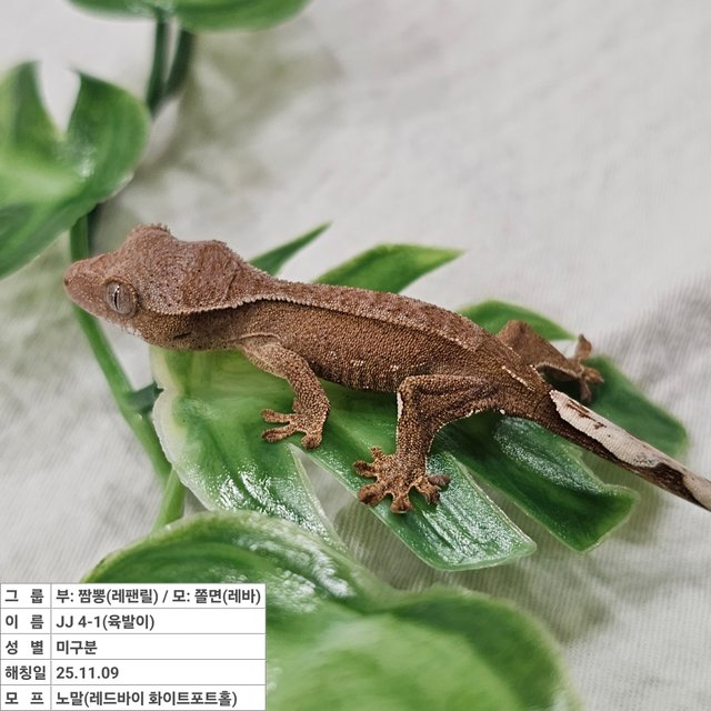 노멀 레드 바이 화이트포트홀