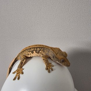 텐저린 트라이 익스트림할리퀸